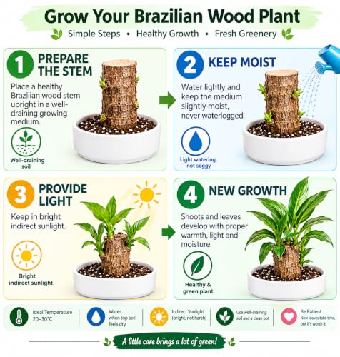 Image of Gradengems Lucky Brazilian Wood Live Plant Without Pot | 18-19 cm | Low Maintenance Indoor Plant for Home, Office & Living Room Decor
