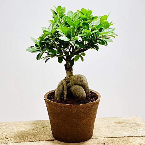 ガジュマル 鉢 おしゃれの人気商品 通販 価格比較 価格 Com