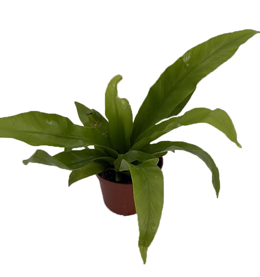plants that look like money tree Chinese Money Tree Plant for Sale | Buy Houseplants