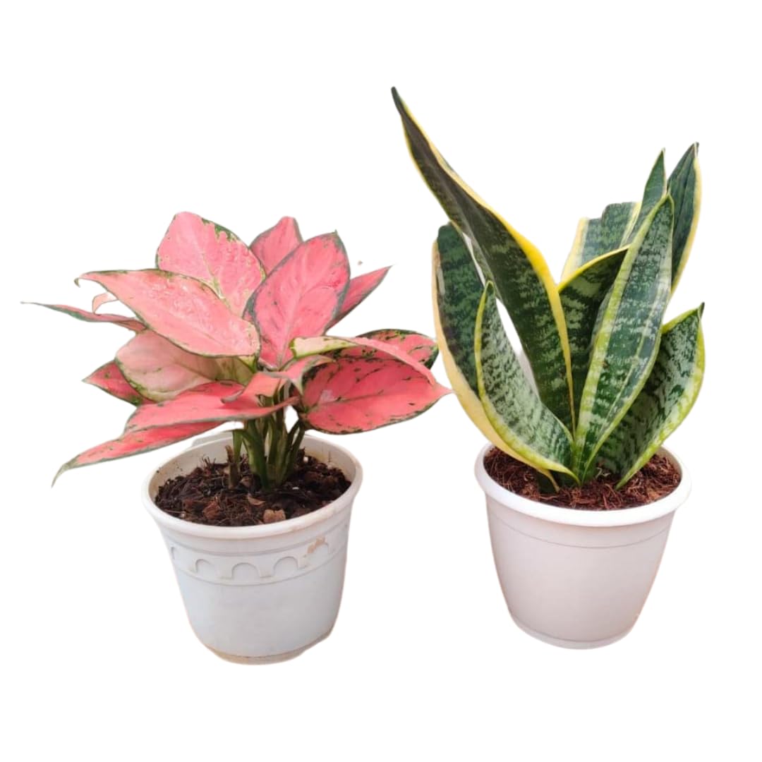 CAPPL Aglaonema and Sansevieria |Snake Plant Live Indoor Plants for air Purifying Best for Home Decor (pots Included) - 2 Plants (B09DCMSS1R) Amazon Price History, Amazon Price Tracker