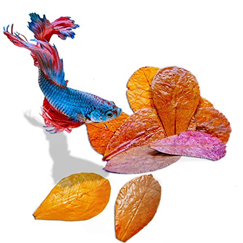 SunGrow Betta Leaves, Beneficial Indian Almond...