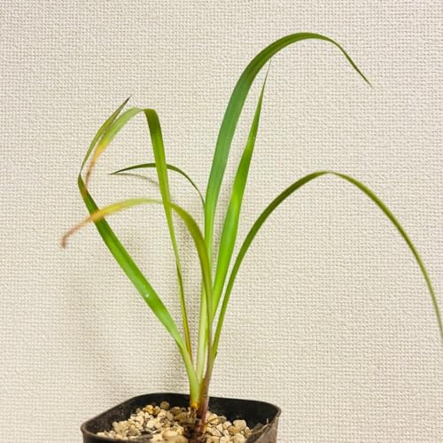 観葉植物 ユッカリギダ」の人気商品一覧 | 安い商品を通販サイトから