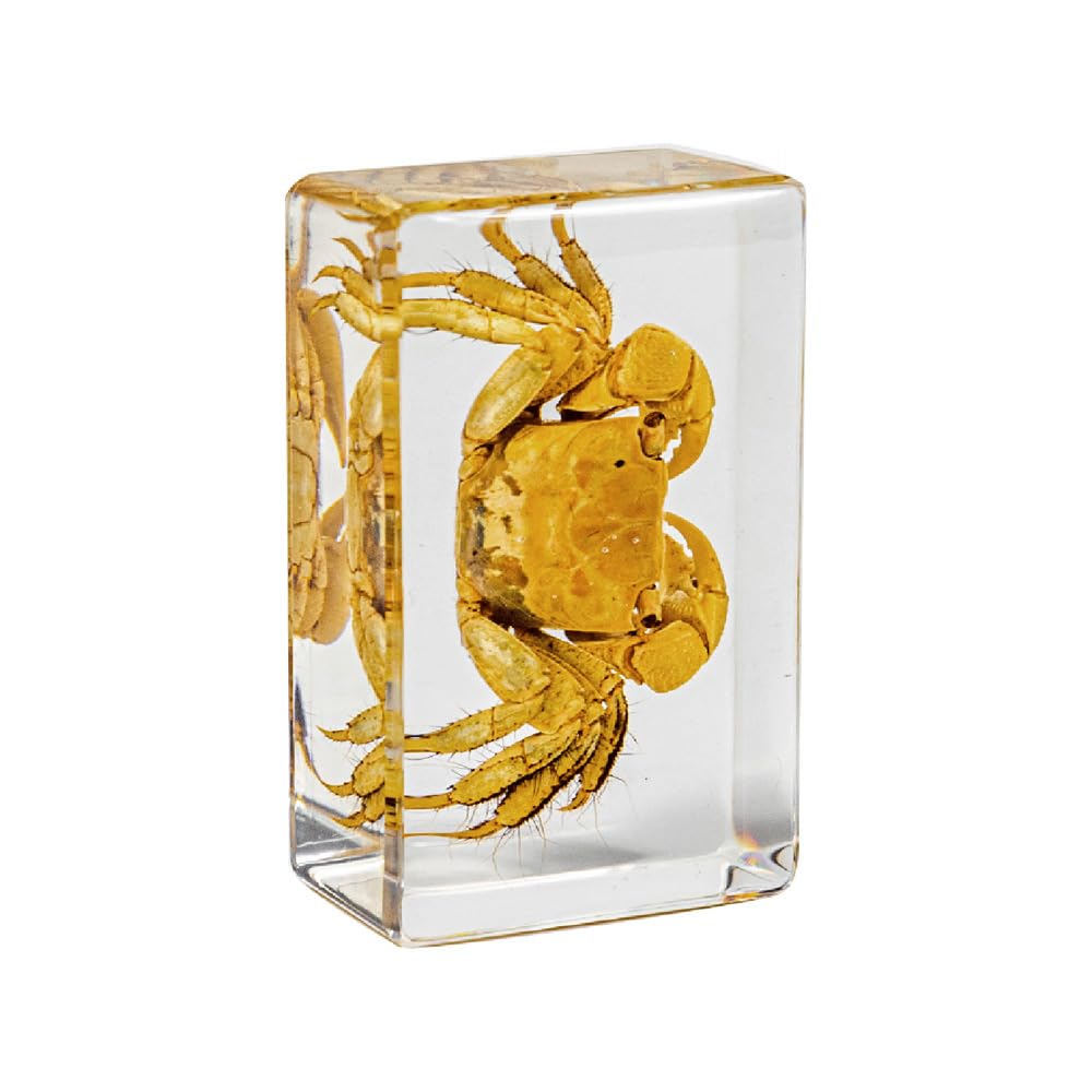 4Pcs Insect in Resin Specimen - Image 4