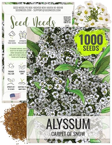 Seed Needs Carpet of Snow Alyssum Seeds for Planting - Heirloom & Untreated - Tender Perennial Flowers to Attract Pollinators to Rock Gardens, Pots, Containers & Window Boxes (1 Pack)