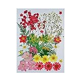 Uokwiwi Real Natural Dried Pressed Flowers Mixed Multiple Colorful Daisies Leaves Hydrangeas for Resin Art Craft DIY - 35 PCS(Color 6)