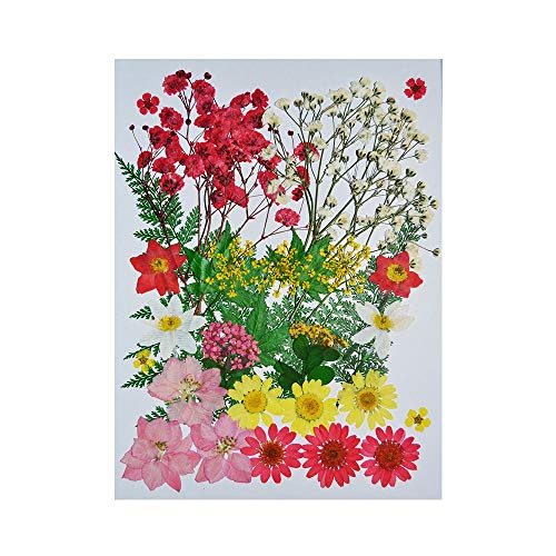 UOKWIWI Real Natural Dried Pressed Flowers Mixed Multiple Colorful Daisies Leaves Hydrangeas for Resin Art Craft DIY - 35 PCS(Color 6)