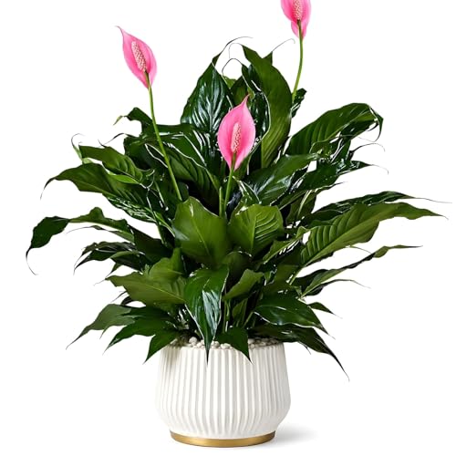 Live Pink Peace Lily Indoor Live Plant with Pot, Spathiphyllum Fl...