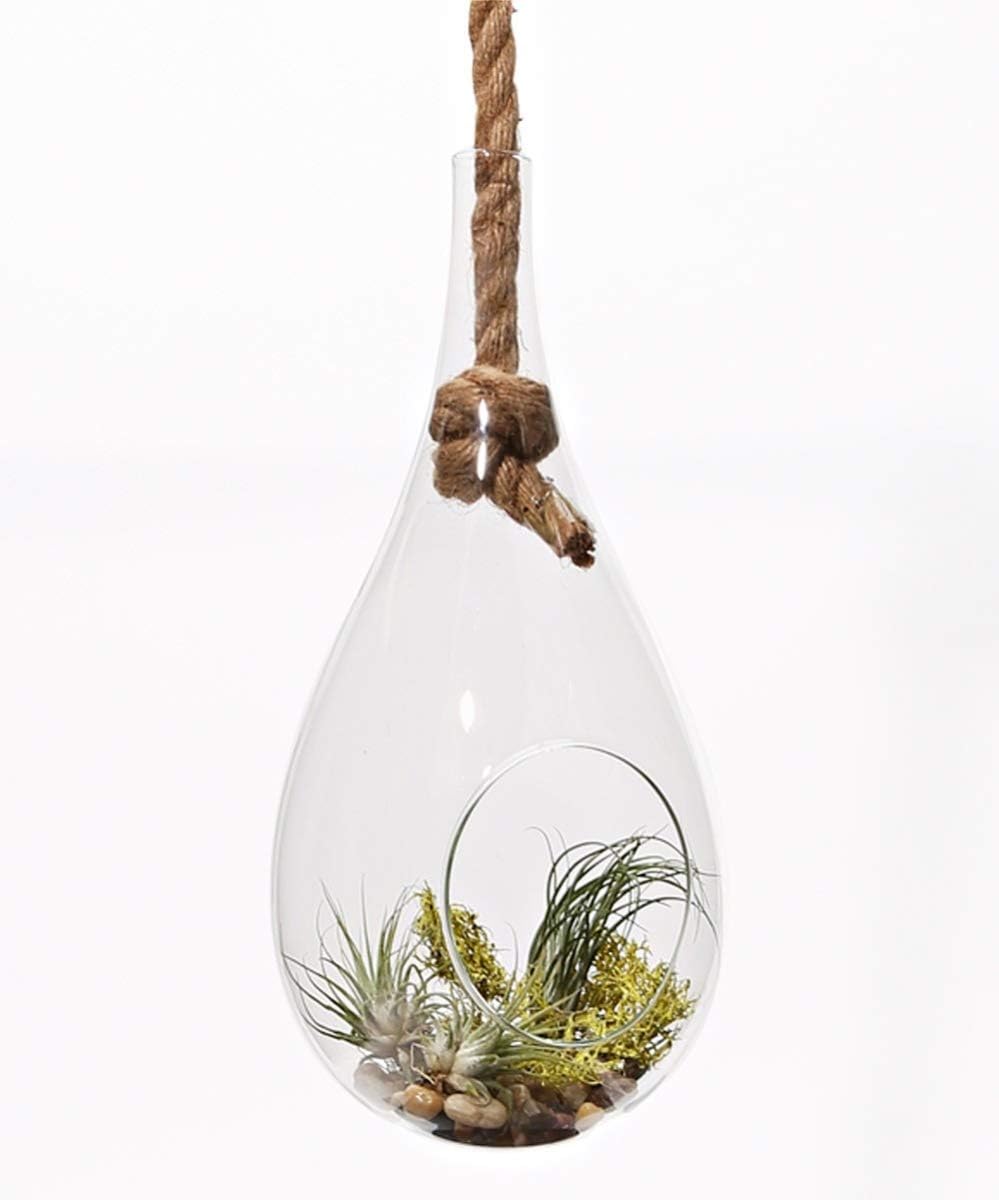 Athena's Garden LO-HCH0913-2APS-1APM-L-PRSM-MIX Indoor Terrarium, Large, Multicolor Air Plant