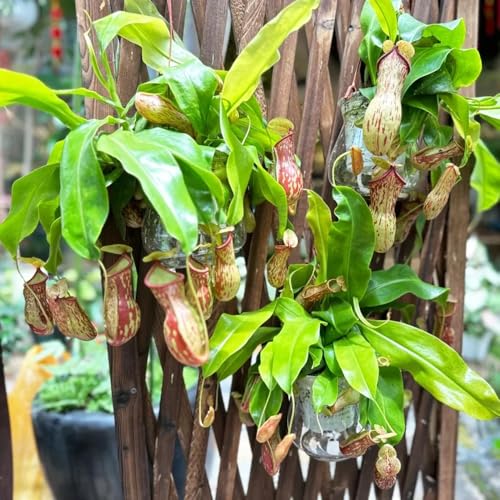 Semillas de plantas de jarra Nepenthes - Semillas de plantas carnívoras, Plantas reales, maceta de bonsái. plantas de balcón, plantas de sombra regalos inusuales, fáciles de plantar 300pcs