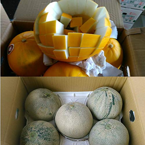 Amazon.co.jp: Melon Substitute Approx. 8.8 lbs (4 kg) (2 - 8