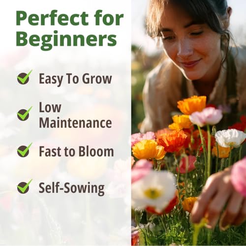 Image of HOME GROWN California Poppy Mission Bells 2200 Seeds (2g) - Flower Seeds for Planting Outdoors, Vibrant Spring & Summer Blooms, Drought Tolerant Annual for Sunny Gardens (Eschscholzia californica)