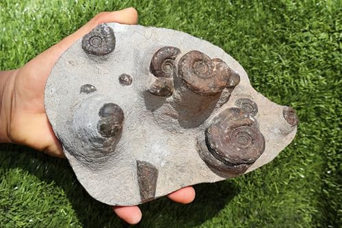 Image of Natural Platyclymenia & Gonitites & Orthoceras Plate ammonites Fossil Moroccan Fossil A115