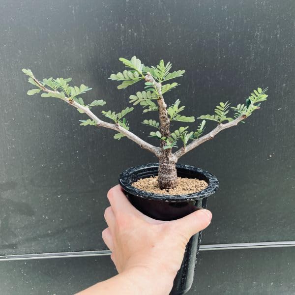 Amazon｜コーデックス：センナ メリディオナリス 実生*葉幅25cm