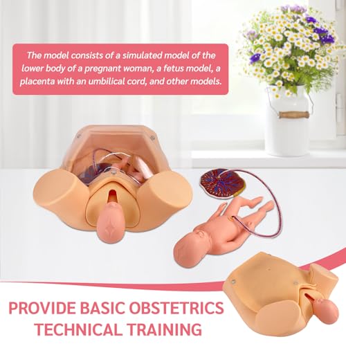 Image of Advanced Midwifery Training Childbirth Simulator, Life Size Gynecology Maternity Teaching Model Includes Models of Baby Uterus Amniotic Sac Pelvis and Placenta Umbilical for Medical Pratice Training