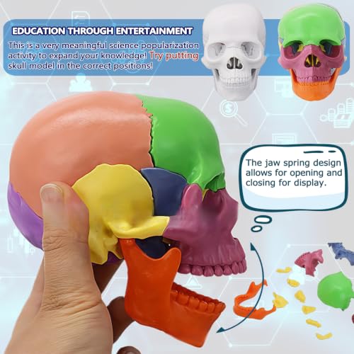 Image of Mini Human Skull Model,White Human Anatomy Exploded Skull,Removable 17 Parts Anatomy Skull Model for Study,Teaching Demonstration and Medical Education Display White