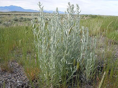 1000 Seeds of Artemisia ludoviciana, Prairie Sage, White Sagebrush, Silver Wormwood, Western Mugwort, Louisiana Wormwood, Gray Sagewort.