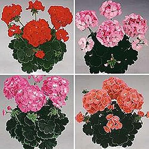 Miniatura 2 de Geranium Zonal Black Velvet Series Mix Seeds