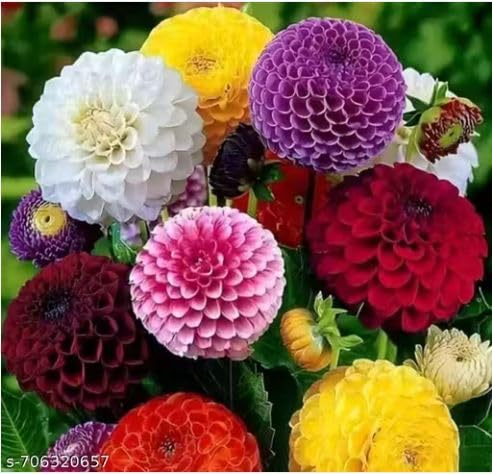 Image of Dahlia Flower Seeds 50 Plus Mixed Color for Planting Winter Seasonal Flower Seeds for Home Garden Balcony Terrace Easy Grow Decorative Blooming Plants for Indoor Outdoor Gardening (Dahlia)