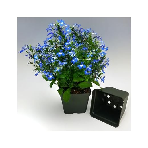 GARDEN TRENDS Dillen 4" Square Plastic Pot (50)