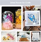 DongArts Konservierte getrocknete Hortensien Blumen Set, 6 zufällige Farben pro Box, 100% natürliche Hortensien Blumen für DIY Kerze Harz Geschenk Filler Handwerk (3 Box)