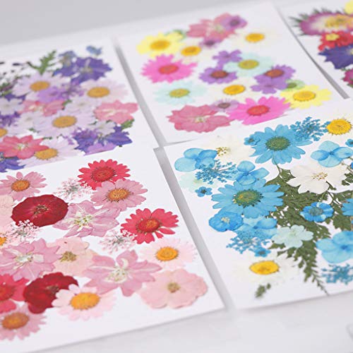 AMLESO 2 pacotes de flores secas reais para artesanato