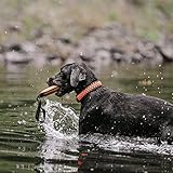 Sprenger Hundehalsband aus stabilem Paracord Nylon mit Edelstahl Clic Lock Verschluss I Wasserabweisende Halskette, reflektierend, langlebig 50 cm, orange