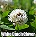 White Dutch Clover Seeds,Improve Your Garden Soil,Cover-Crop,Raw Or Inoculated!