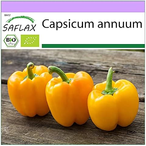 SAFLAX - Organic - Sweet Pepper - Golden California Wonder - 20 Seeds - Capsicum annuum Cover