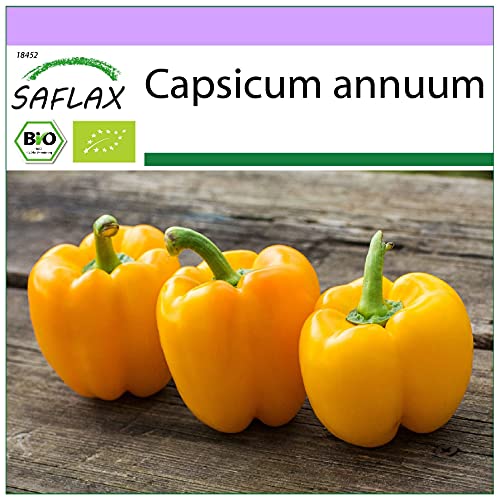 SAFLAX - Organic - Sweet Pepper - Golden California Wonder - 20 Seeds - Capsicum annuum