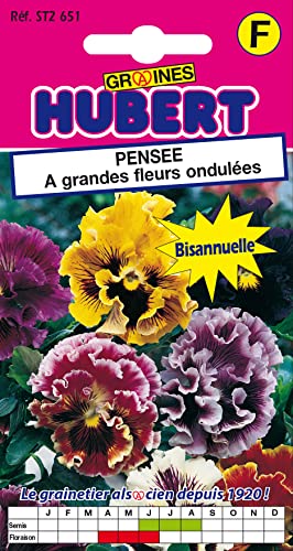 Graines de Pensée a grandes fleurs ondulées - 0,3 grammes