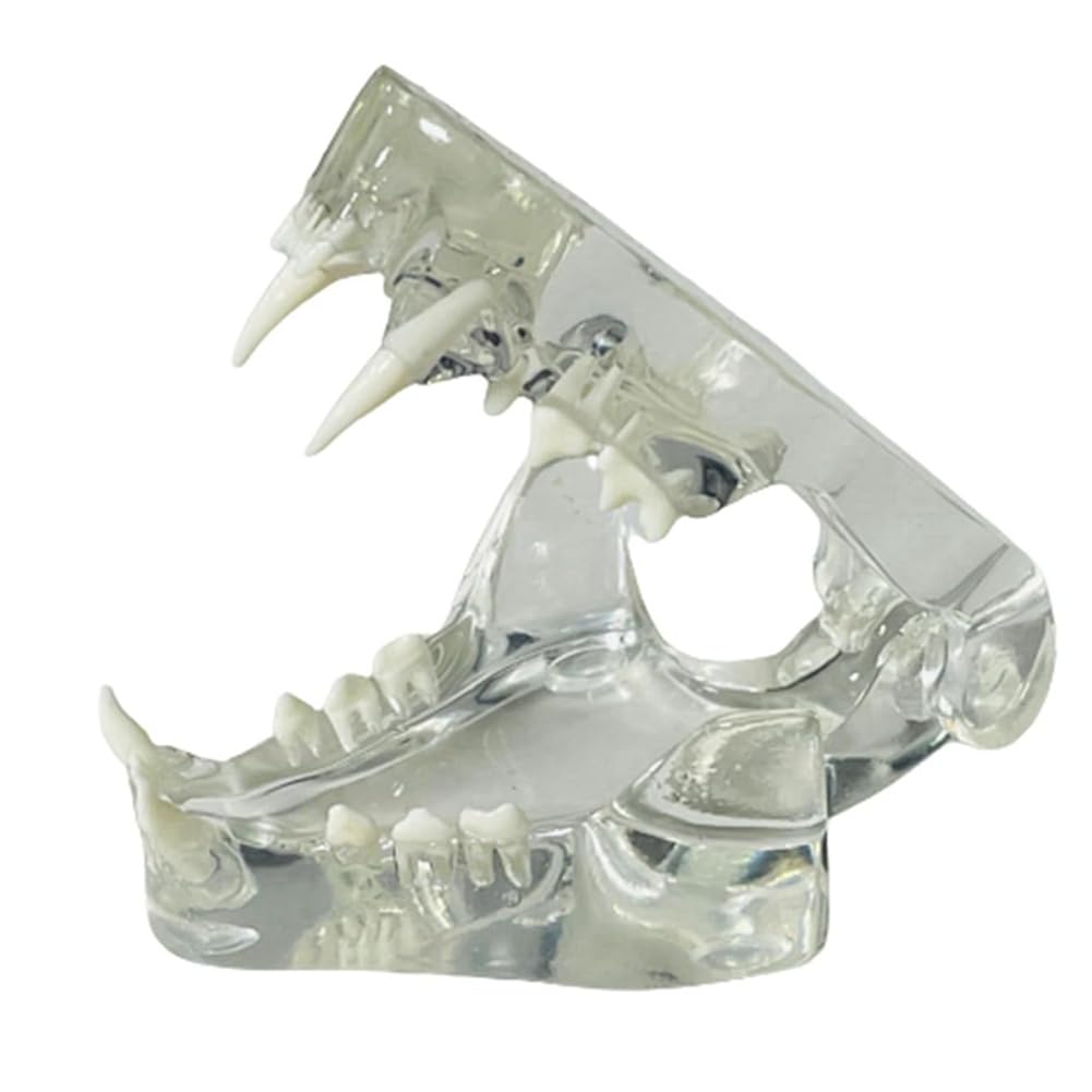 Dents canines transparentes Modèle anatomique pour animaux dentaires Outil pédagogique vétérinaire (chat) Transparent