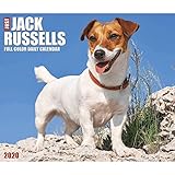 Just Jack Russells 2020 Box Calendar (Dog Breed Calendar)