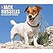Just Jack Russells 2020 Box Calendar (Dog Breed Calendar)