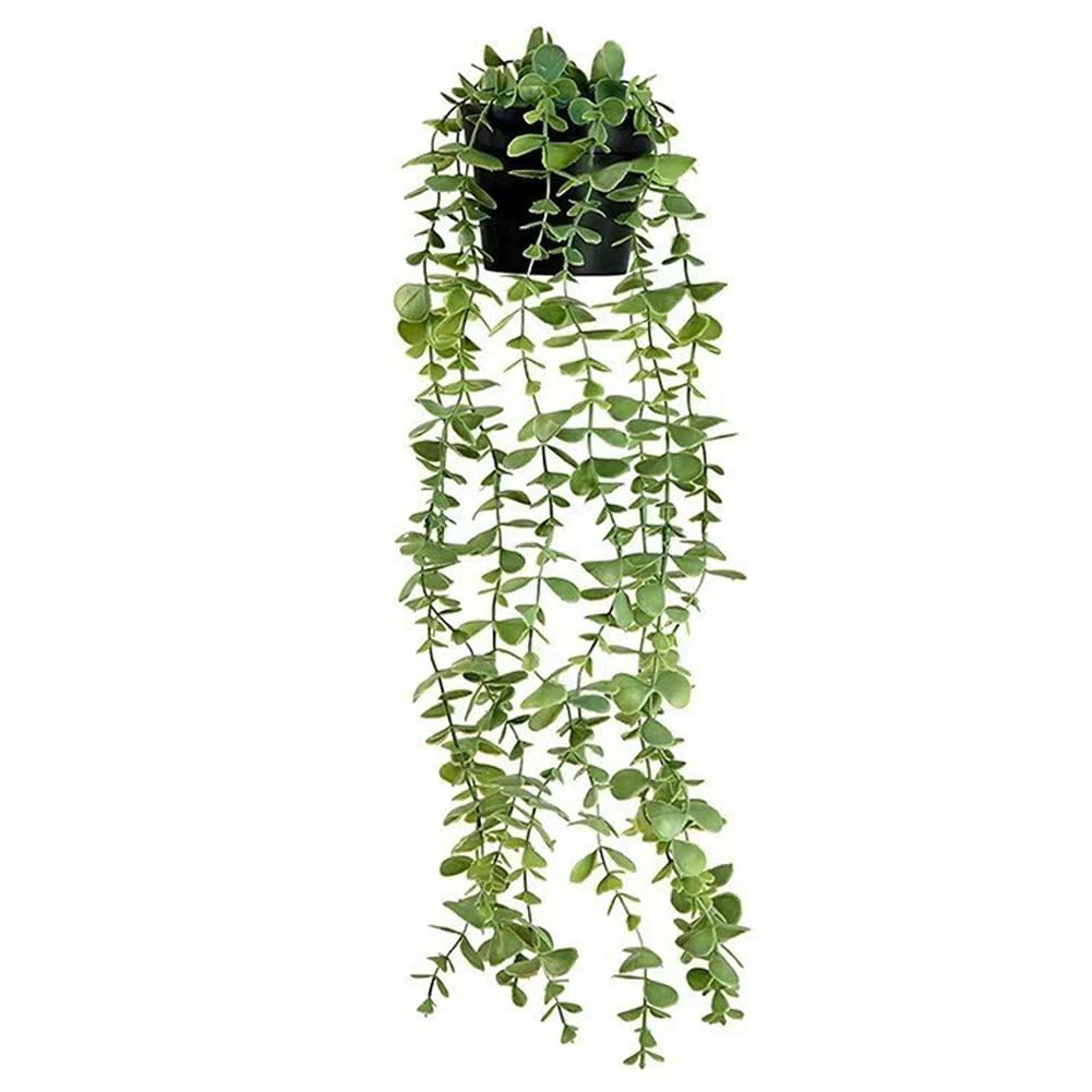 Plantes suspendues en plastique pour végétaliser les espaces sombres sans entretien