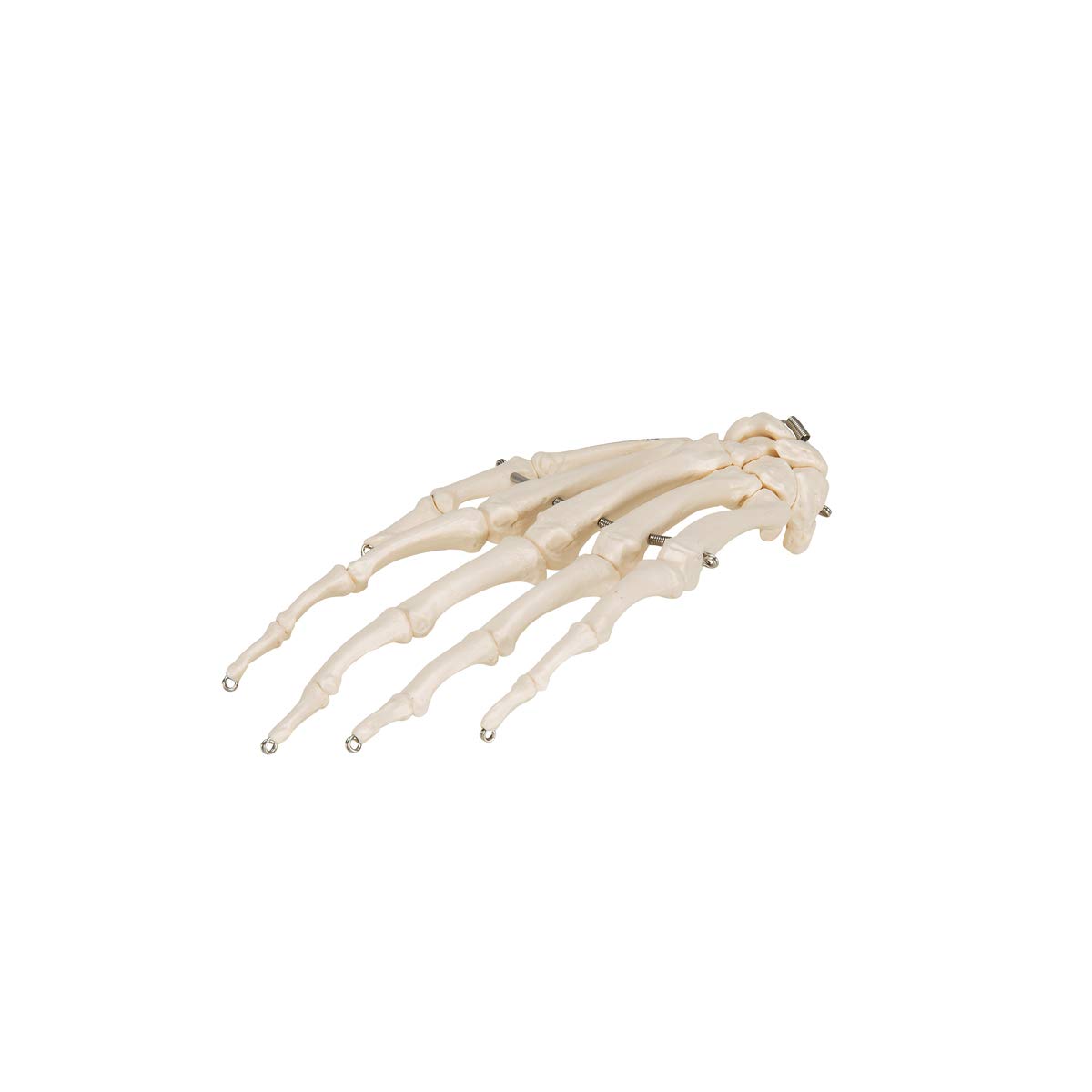 3B Scientific A40/L, A40/R Scheletro della Mano su Filo Metallico + software gratuito di anatomia - 3B Smart Anatomy