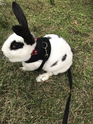 Arnés de conejo Hypeety chaleco ajustable negro transpirable para gatitos y animales pequeños L 8