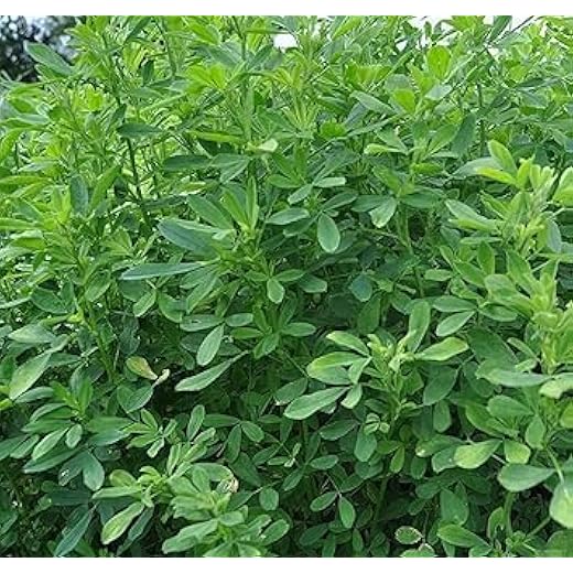 Berseem Grass Seeds for Goat - 500g