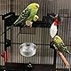 Wisebom 2 Stück Vogel Fütterung Näpfe, Edelstahl Papageien Fütterungsbecher Tierkäfig Wasser Futternapf Edelstahlnapf mit Halter Tierkäfig Wasser Futternapf für Vögel Papageien