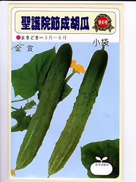 聖護院節成胡瓜 伝統野菜の節成胡瓜種です 野菜