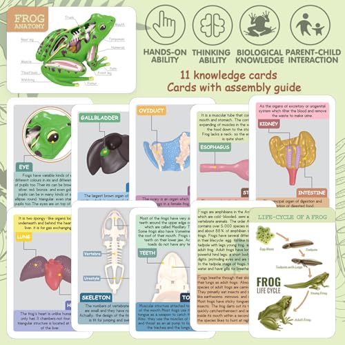 Image of LUCKY GUESS 4D Frog Anatomy Model 23-Part Puzzle with Flash Cards | 23 Part Puzzle, 11 Knowledge Flash Cards, Detachable Organs and Body Parts, Educational Medical Clinic Teaching Equipment