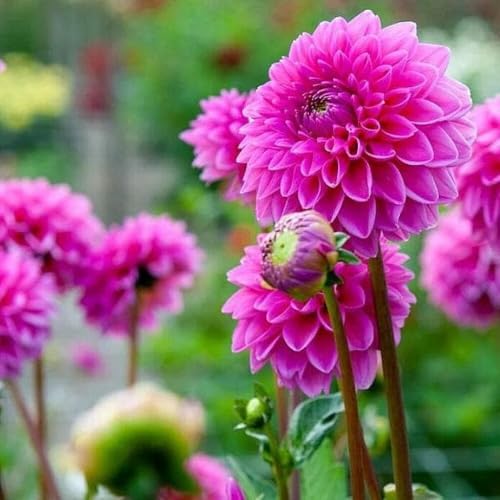 Image of Dahlia Flower Seeds for Planting - Vibrant Mixed Color Blooms, Easy to Grow Garden & Pot Flowers (Pack of 50 + Seed)