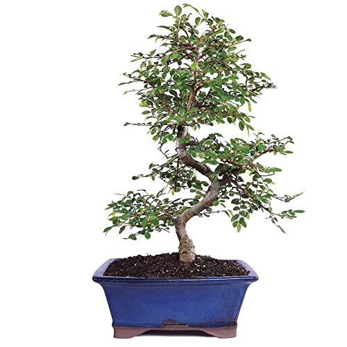 Brussel's Bonsai Live Chinese Elm Bonsai Tree, Outdoor - Medium, 7 Years Old, 8 to 10 inches Tall -...
