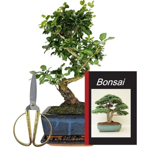 Genki-Bonsai Starterset – Chinesischer Liguster ca. 30 cm – Bonsai Komplettset mit Schere, Untersetzer, Bonsaibuch – pflegeleichter Indoor-Bonsai für Anfänger & Fortgeschrittene