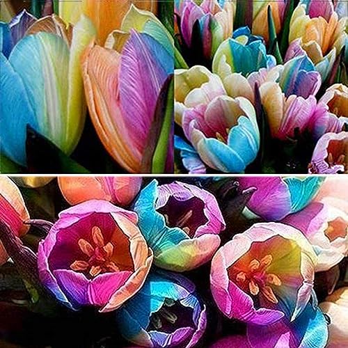 PERZOE 100 piezas de semillas de bulbos de tulipán raros, decoración de bonsái de planta en maceta de jardín de flores de perfume Semillas de tulipán