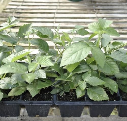 Big Daddy BlackBerry Plants (2-Pack) - Live Berry Bush 5-8' - Container or Garden Growing - Giant Sweet Berries - Hardy Zones 5-9