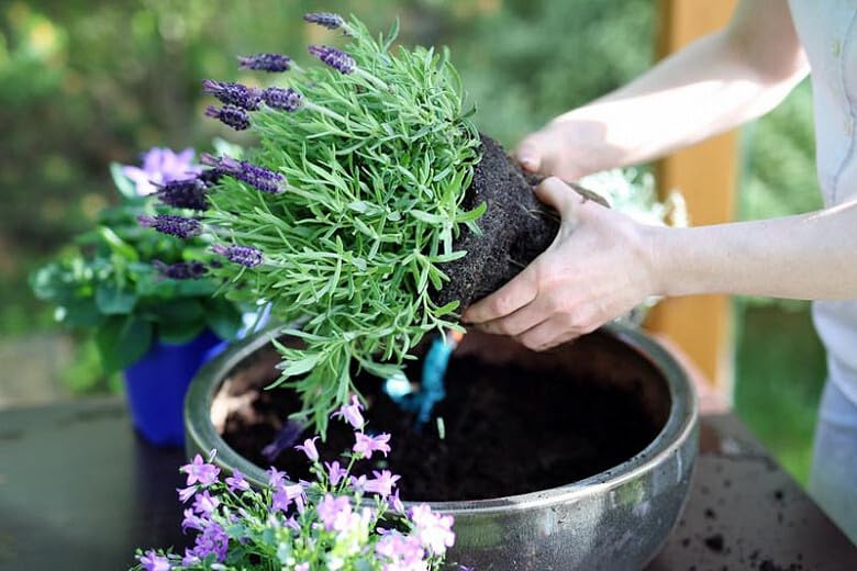 Amazon.com : Gardenera Lavender Potting Soil - Ensure the Health and  Success of Your Lavender Plants - 1 Quart : Patio, Lawn & Garden