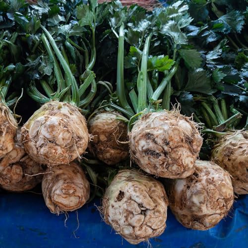 semillas de apio nabo, perennes resistentes de apio, jardín rocas exterior resistentes exterior verdes jardín del balcón 300pcs