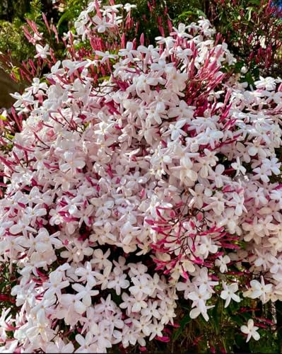 Image of live plants (JASMINE)