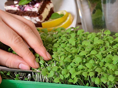 Microgreens - Green Power - Source of Health and Vital Forces for Your Home - 27-Piece Set with a Growing Container - 27 Seed Packages