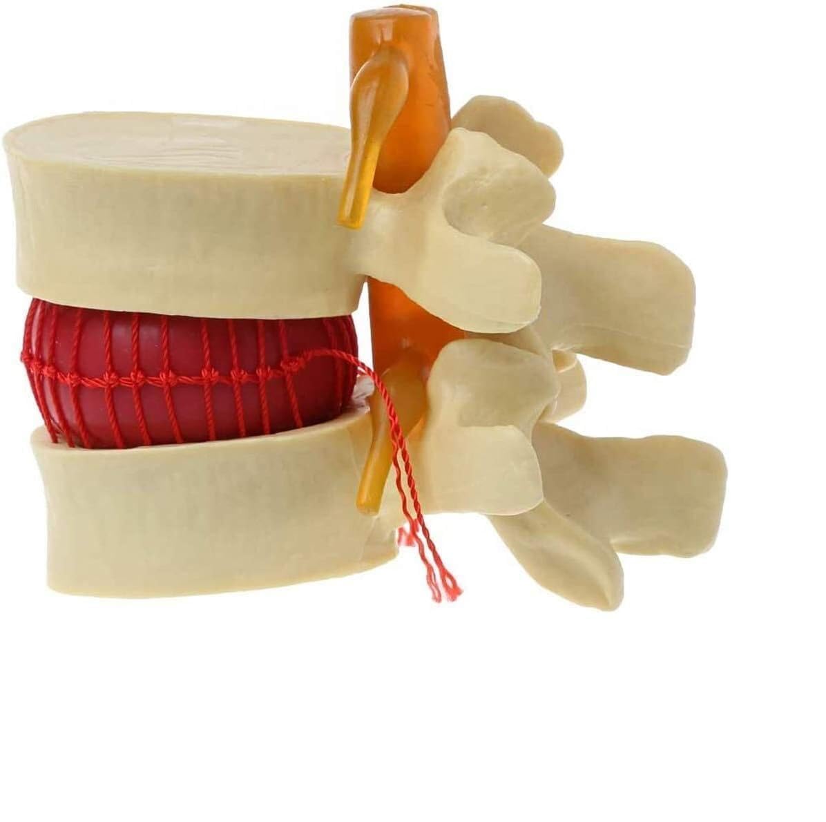 Model anatomiczny człowieka, anatomia jamy ustnej, ludzki przepuklina dysku lędźwiowego, model demonstracyjny, anatomia ludzkiego kręgosłupa, ludzki kręgosłup, kręgosłup lędźwiowy